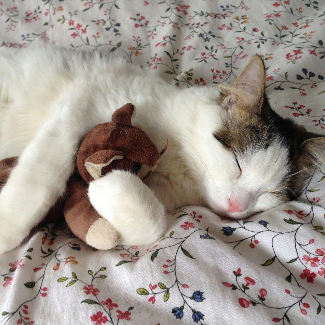 Cat sleeping with a toy